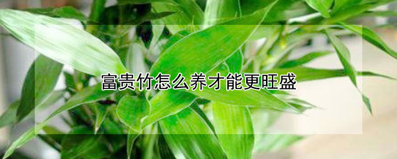 富貴竹怎麼養才能更旺盛