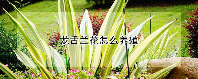 龍舌蘭花怎麼養殖