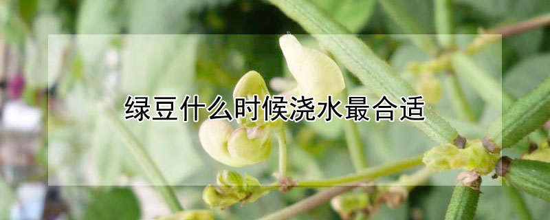 綠豆什麼時候澆水最合適