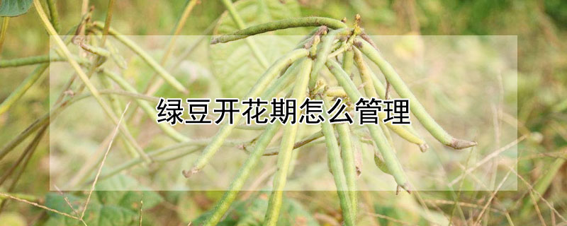 綠豆開花期怎麼管理