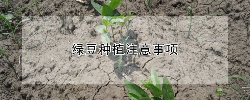 綠豆種植注意事項