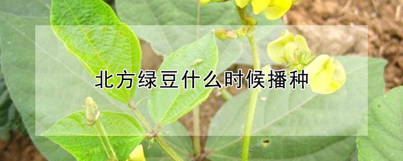 北方綠豆什麼時候播種