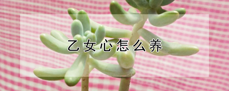 乙女心怎麼養