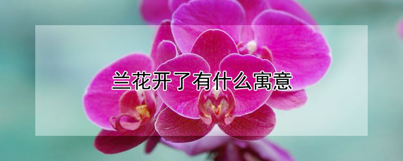 蘭花開了有什麼寓意
