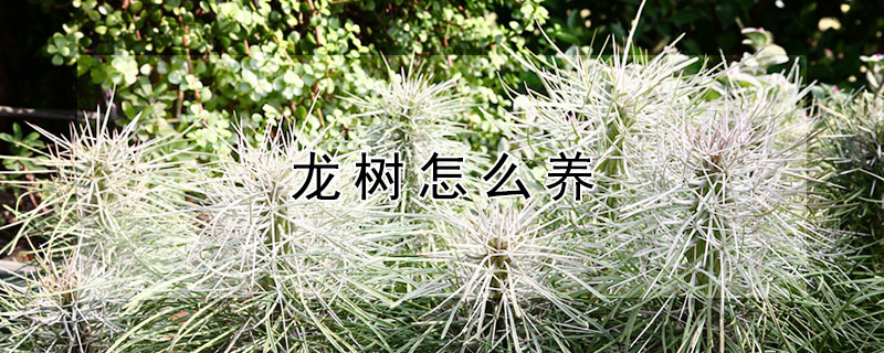 龍樹怎麼養