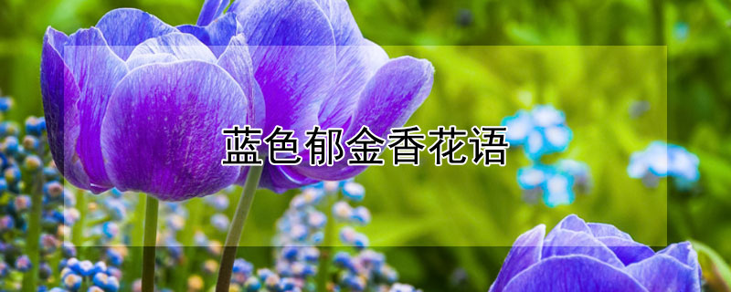 藍色鬱金香花語