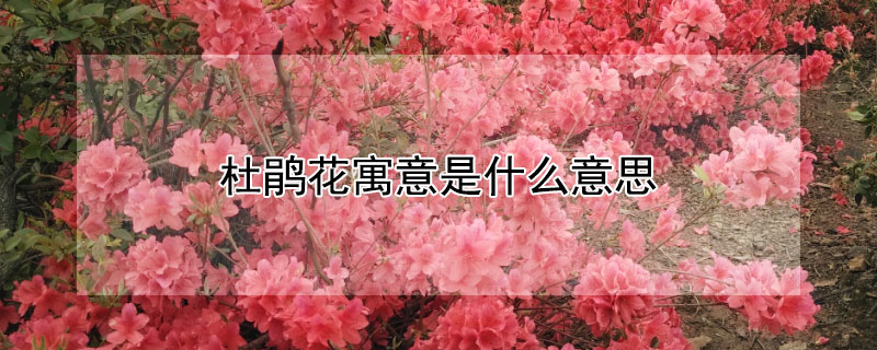 杜鵑花寓意是什麼意思