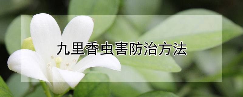 九裏香蟲害防治方法
