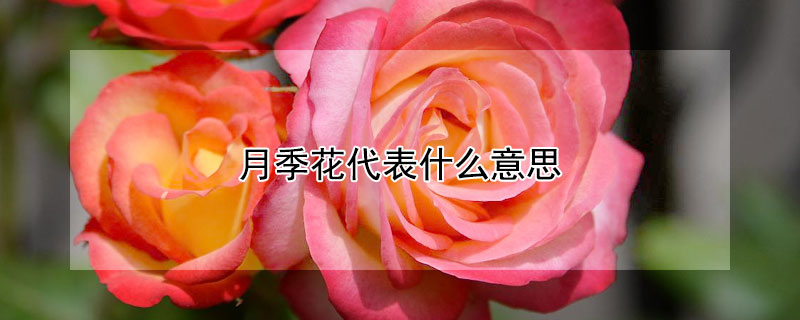 月季花代表什麼意思