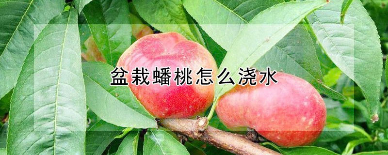 盆栽蟠桃怎麼澆水