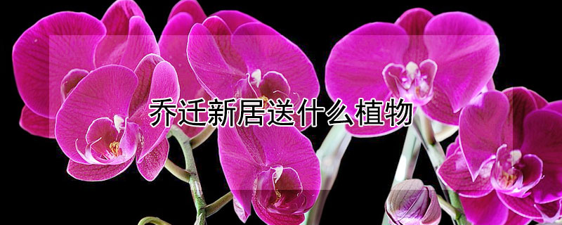 喬遷新居送什麼植物