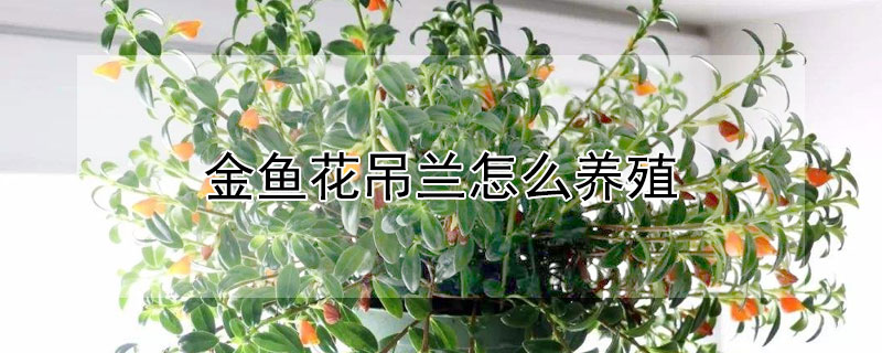 金魚花吊蘭怎麼養殖