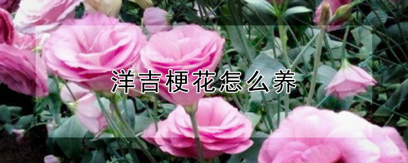 洋吉梗花怎麼養