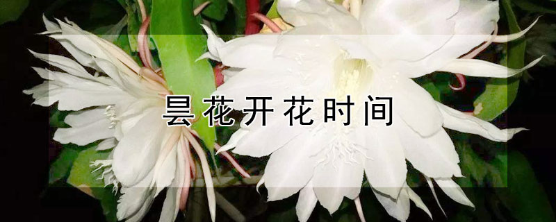 曇花開花時間