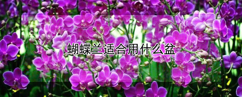 蝴蝶蘭適合用什麼盆