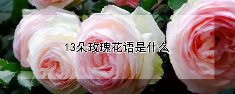 13朵玫瑰花語是什麼