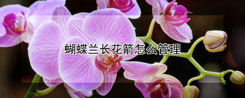 蝴蝶蘭長花箭怎麼管理