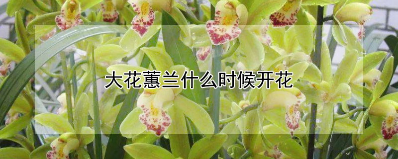 大花蕙蘭什麼時候開花