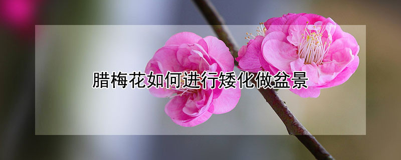 臘梅花如何進行矮化做盆景