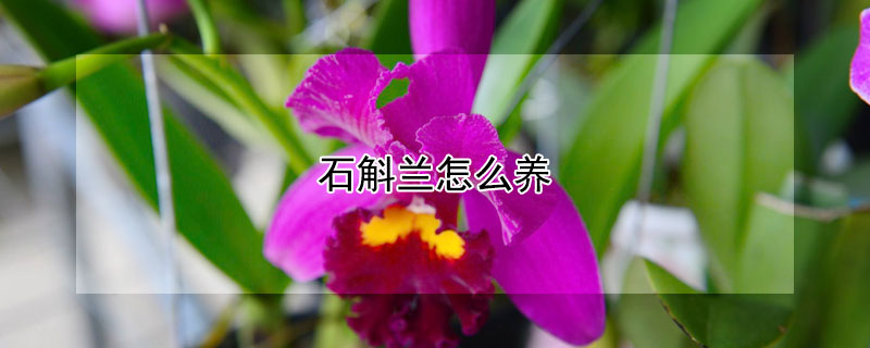 石斛蘭怎麼養