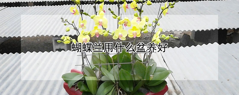 蝴蝶蘭用什麼盆養好