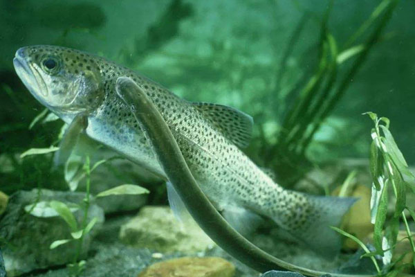 虹鱒魚和三文魚的區別