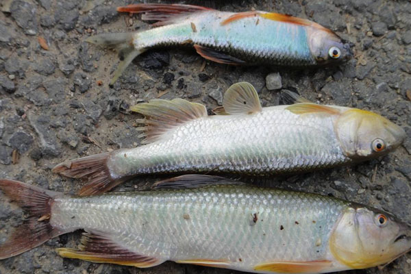 虹鱒魚和三文魚的區別