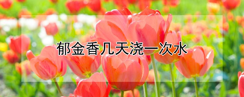 鬱金香幾天澆一次水