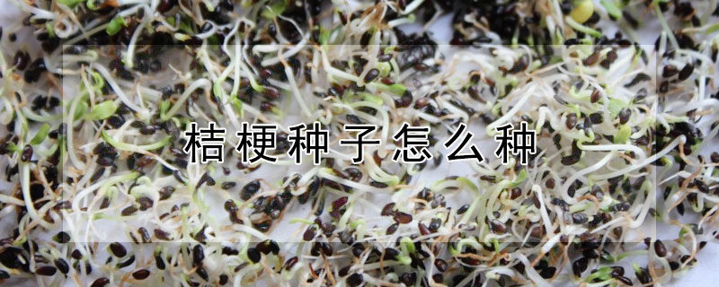 桔梗種子怎麼種