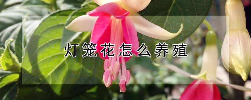 燈籠花怎麼養殖