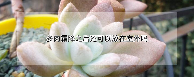 多肉霜降之後還可以放在室外嗎