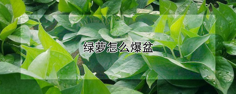 綠蘿怎麼爆盆
