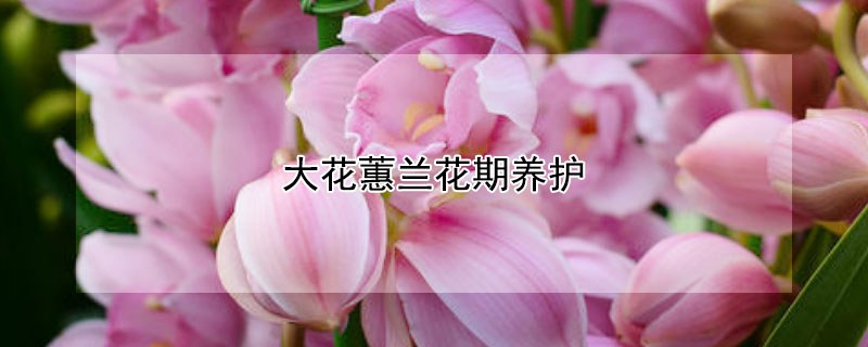 大花蕙蘭花期養護