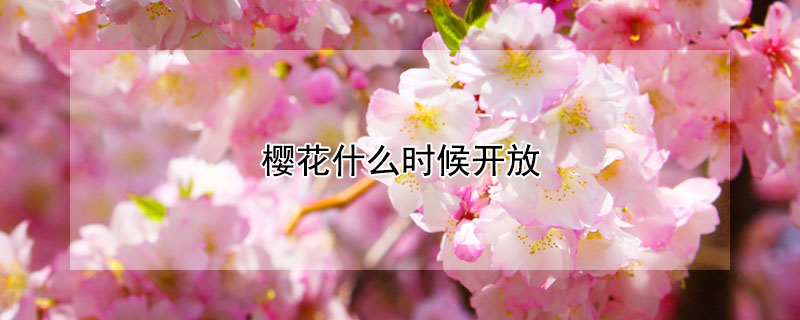 櫻花什麼時候開放