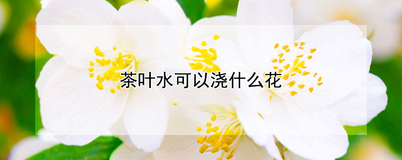 茶葉水可以澆什麼花