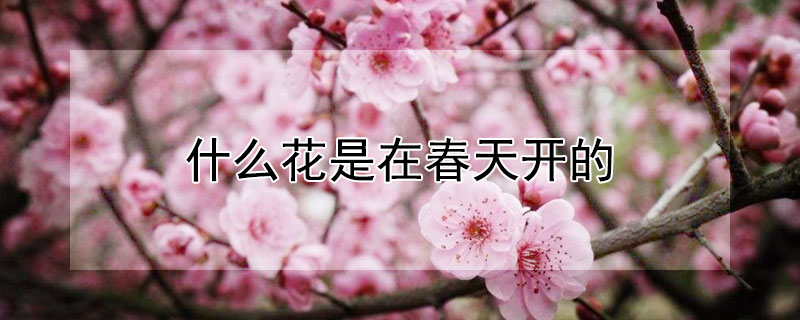 什麼花是在春天開的