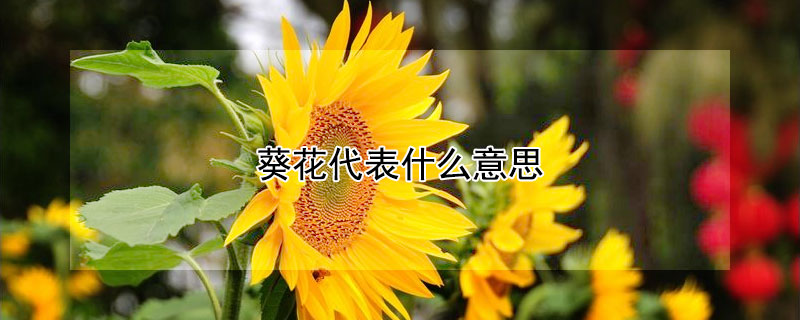 葵花代表什麼意思