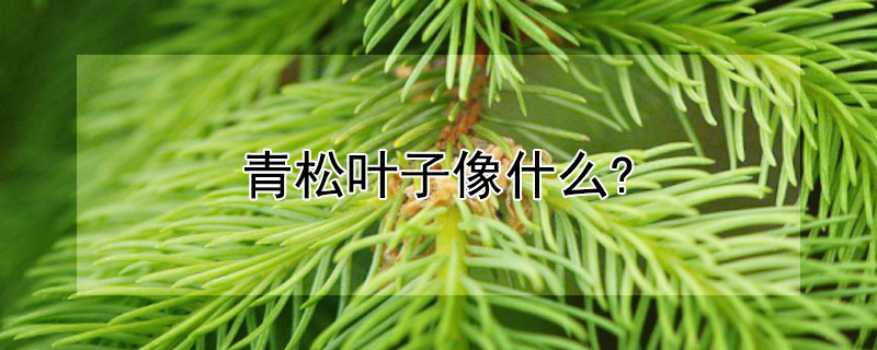 青鬆葉子像什麼?