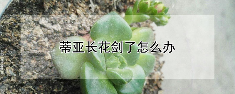 蒂亞長花劍了怎麼辦