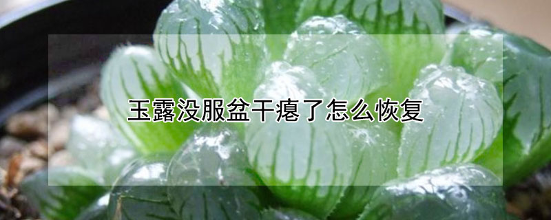玉露沒服盆幹癟了怎麼恢複