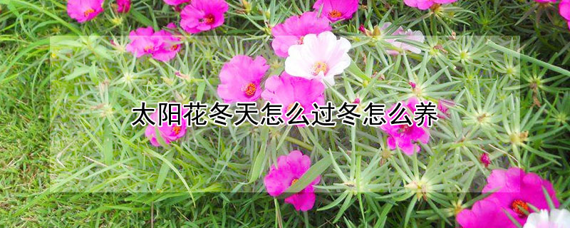 太陽花冬天怎麼過冬怎麼養