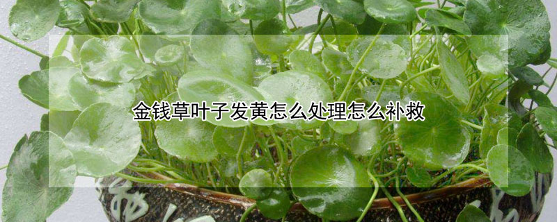 金錢草葉子發黃怎麼處理怎麼補救