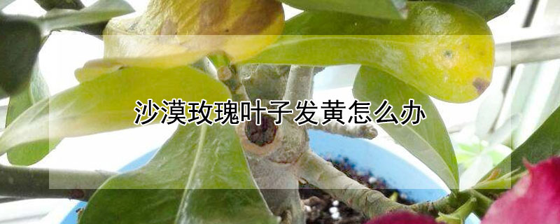 沙漠玫瑰葉子發黃怎麼辦