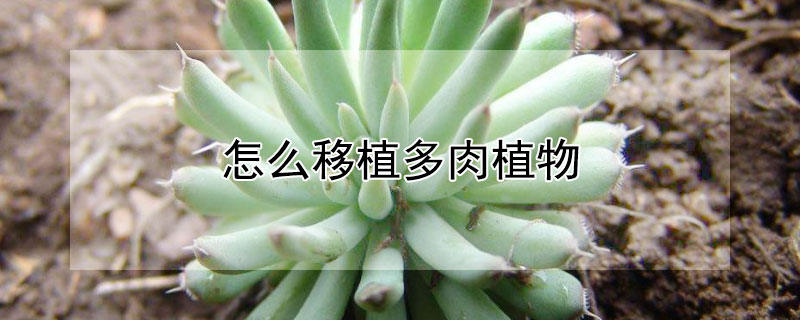 怎麼移植多肉植物