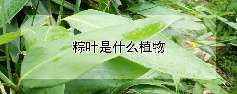 粽葉是什麼植物
