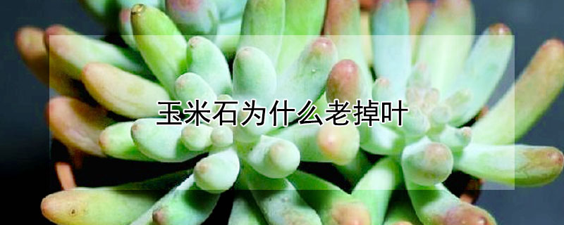 玉米石為什麼老掉葉