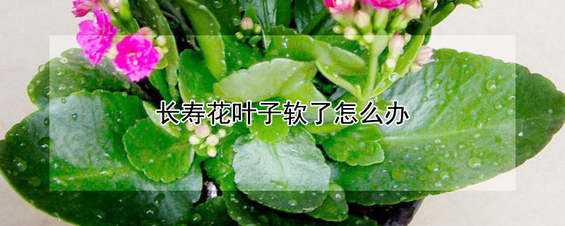 長壽花葉子軟了怎麼辦