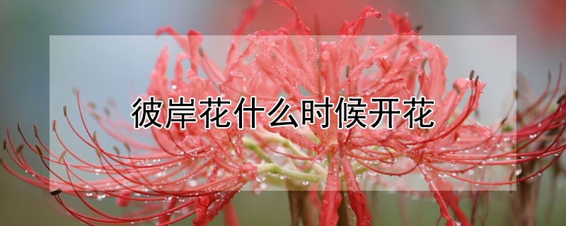 彼岸花什麼時候開花