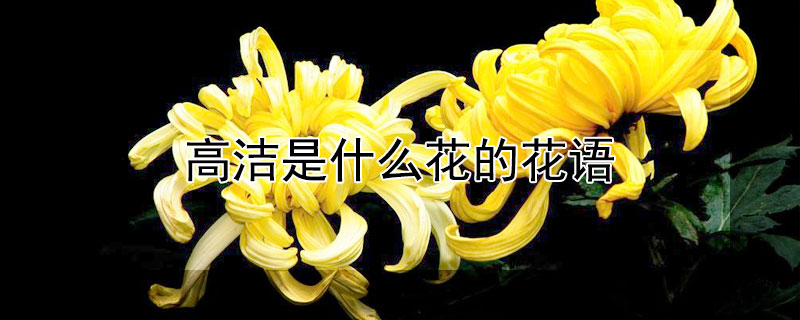 高潔是什麼花的花語