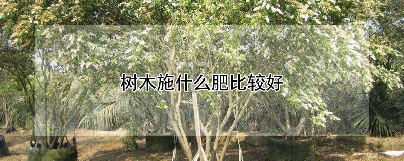 樹木施什麼肥比較好